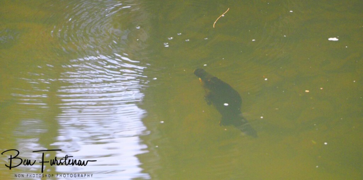 Diving through clear waters at Eungalla National Park, Queensland, Australia 