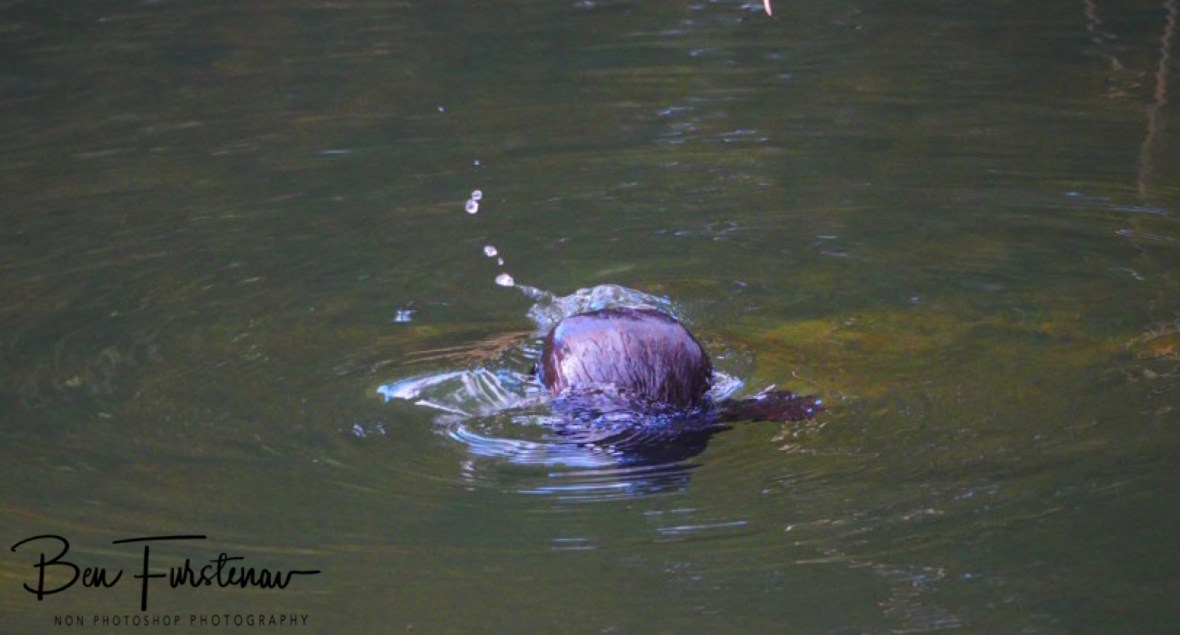 Tail propelled at Eungalla National Park, Queensland, Australia 