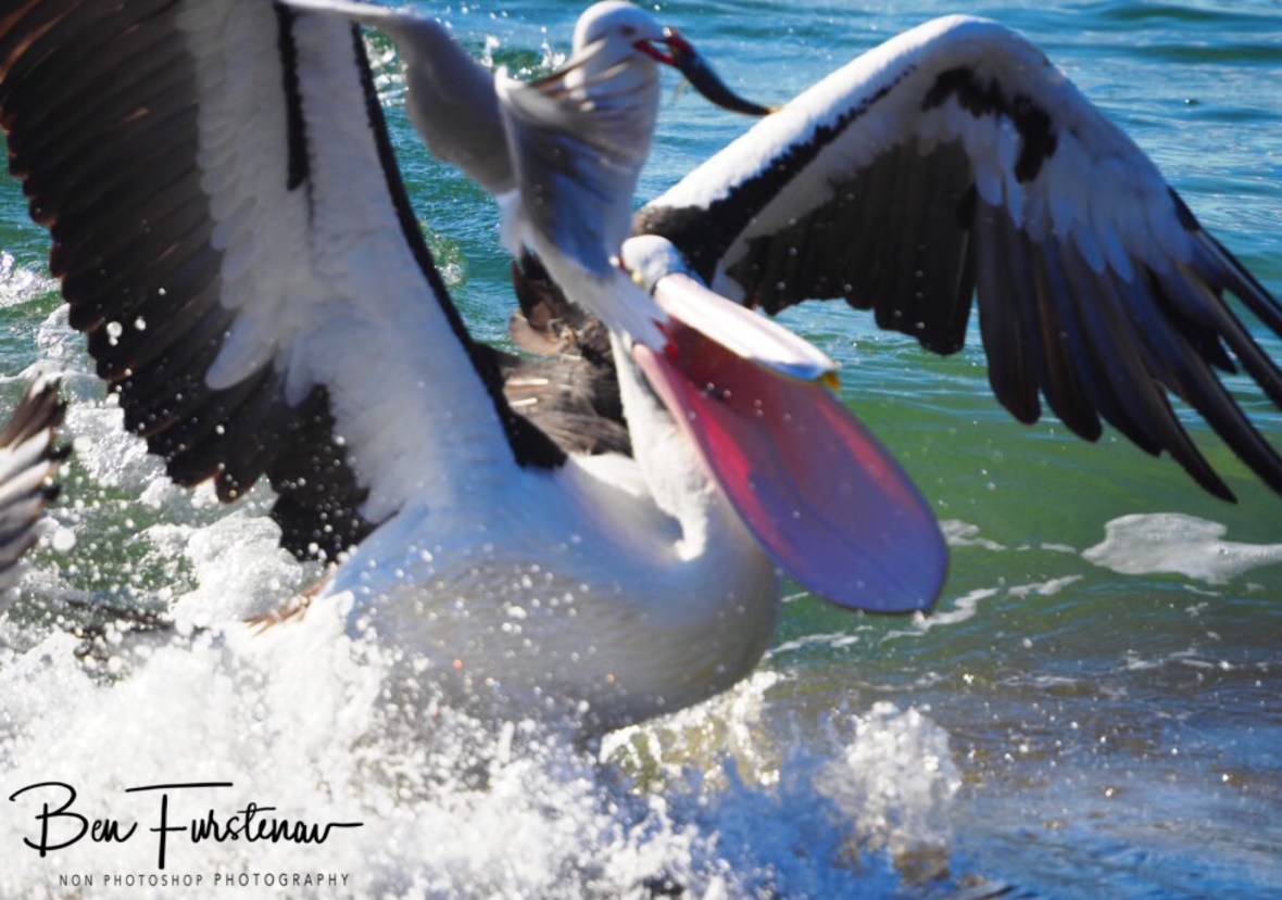 Seagulls were quicker this time at Woody Head, New South Wales, Australia 