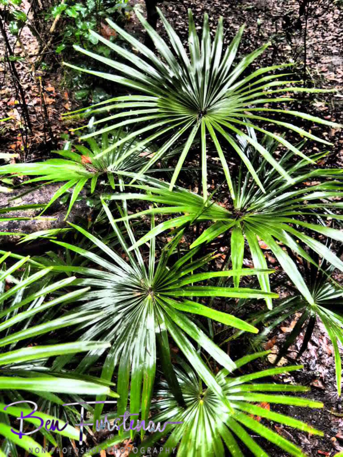 Shiny ferns at Eungalla National Park, Queensland, Australia