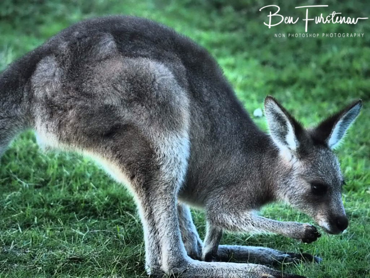 Chewing on the last straw at Woody Head, New South Wales, Australia 