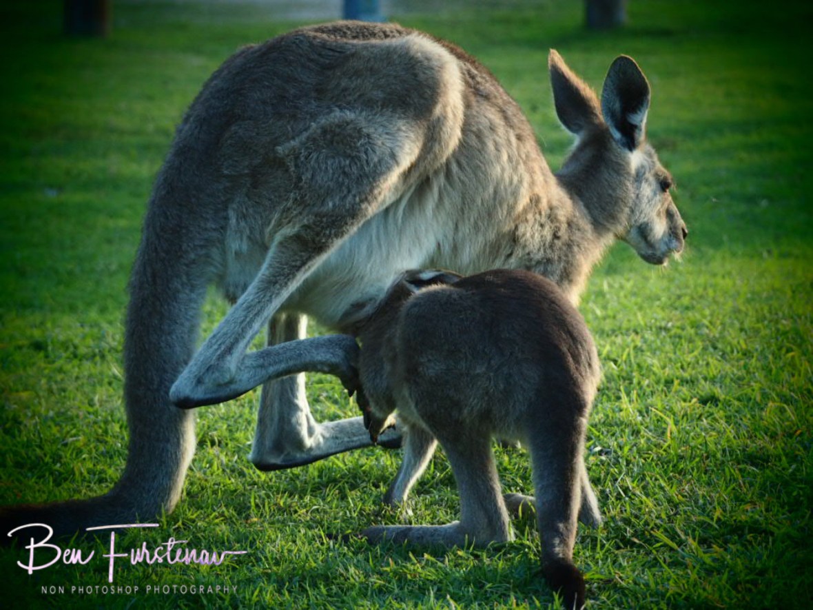 No, you’re not getting back in! Woody Head, New South Wales, Australia 