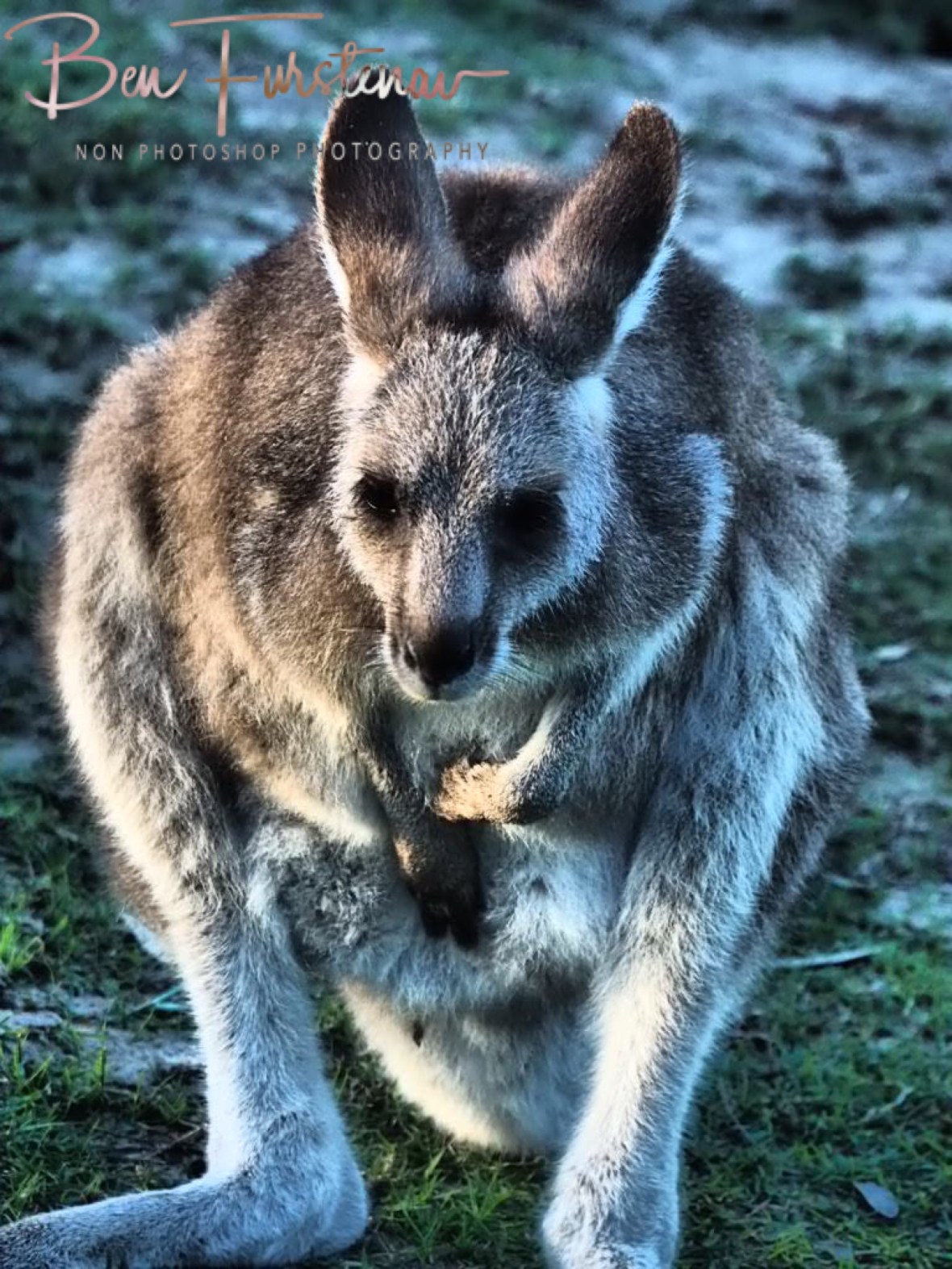 Itchy and scratchy at Woody Head, New South Wales, Australia 