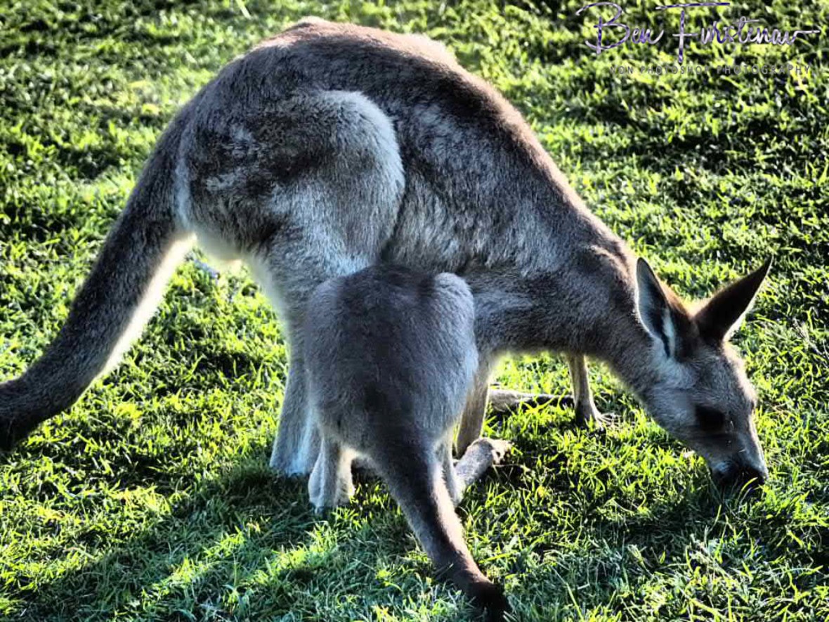 Lemme back in! Woody Head, New South Wales, Australia 
