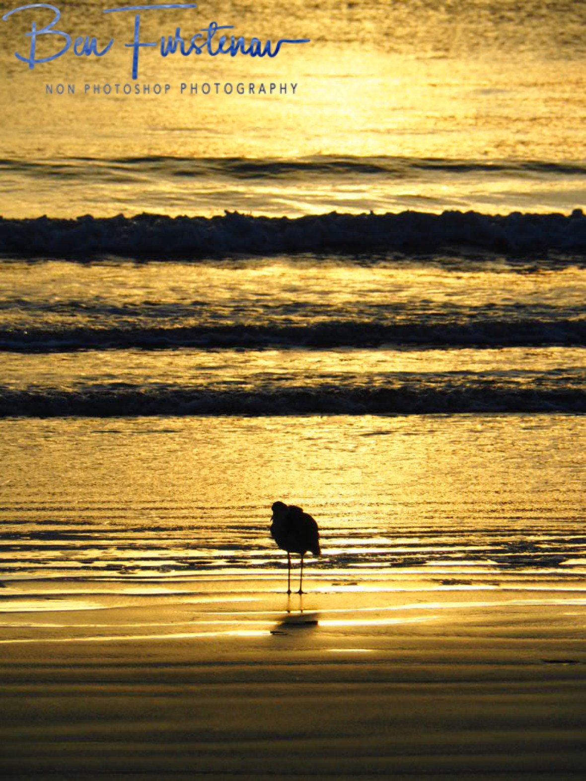 ‘Golden’ Oystercatcher at Cape Hillsborough, Queensland, Australia