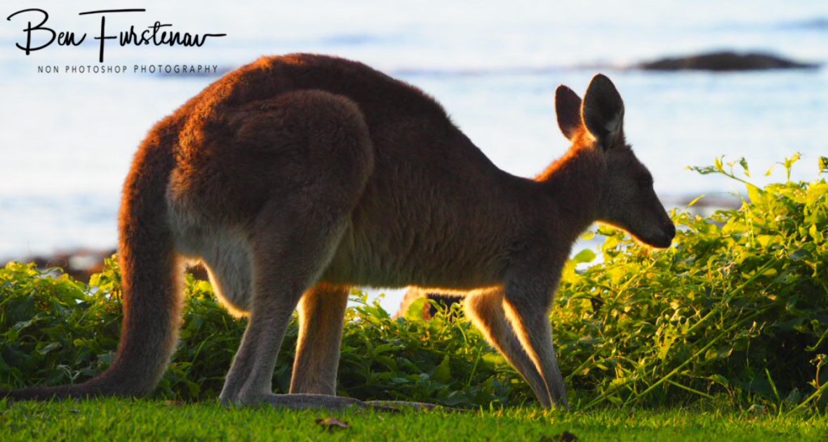 Sunset dinner by the beach at Woody Head, New South Wales, Australia 