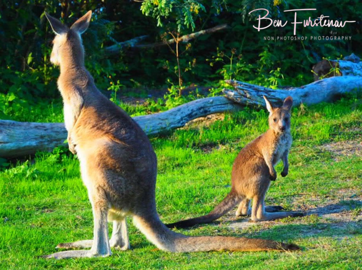 Outpost to the right, Woody Head, New South Wales, Australia 