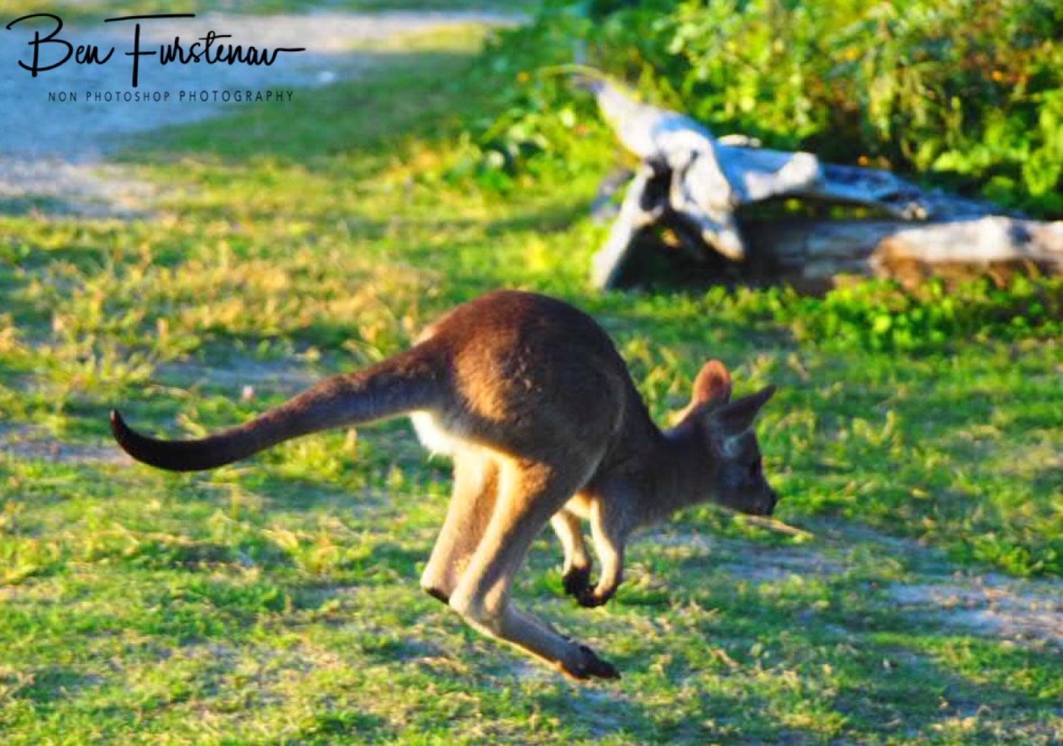 And back again, Woody Head, New South Wales, Australia 