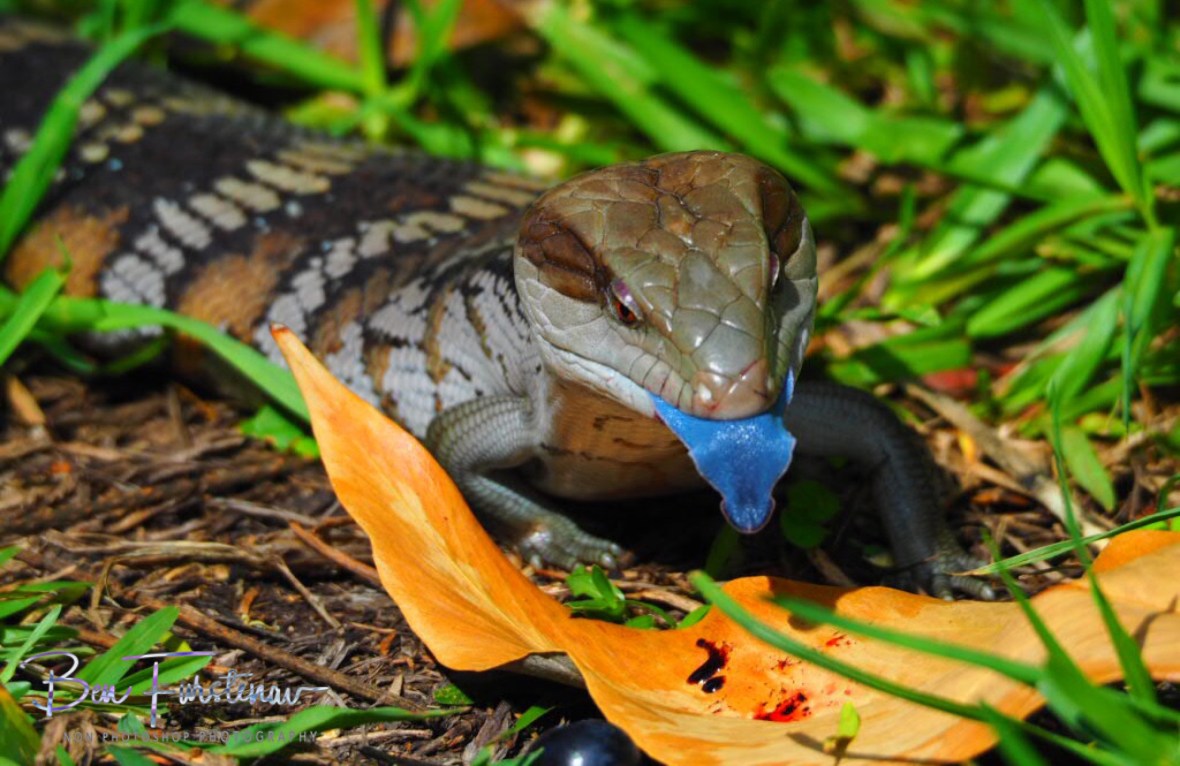 A striking blue tongue, Coffs Harbour, New South Wales, Australia 