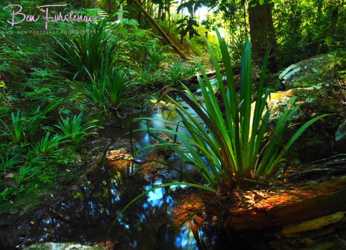 Ferns alongside Ballanjui Creek at Lamington National Park, Queensland, Australia