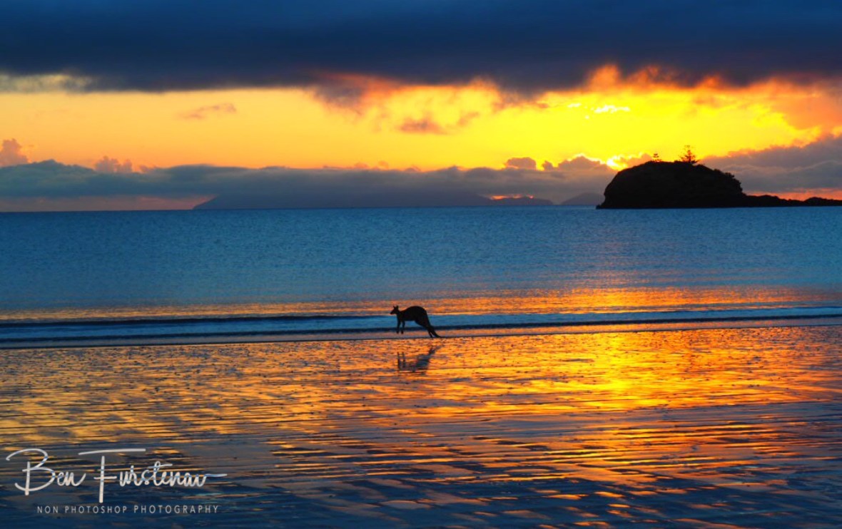 Golden reflections at Cape Hillsborough, Queensland, Australia