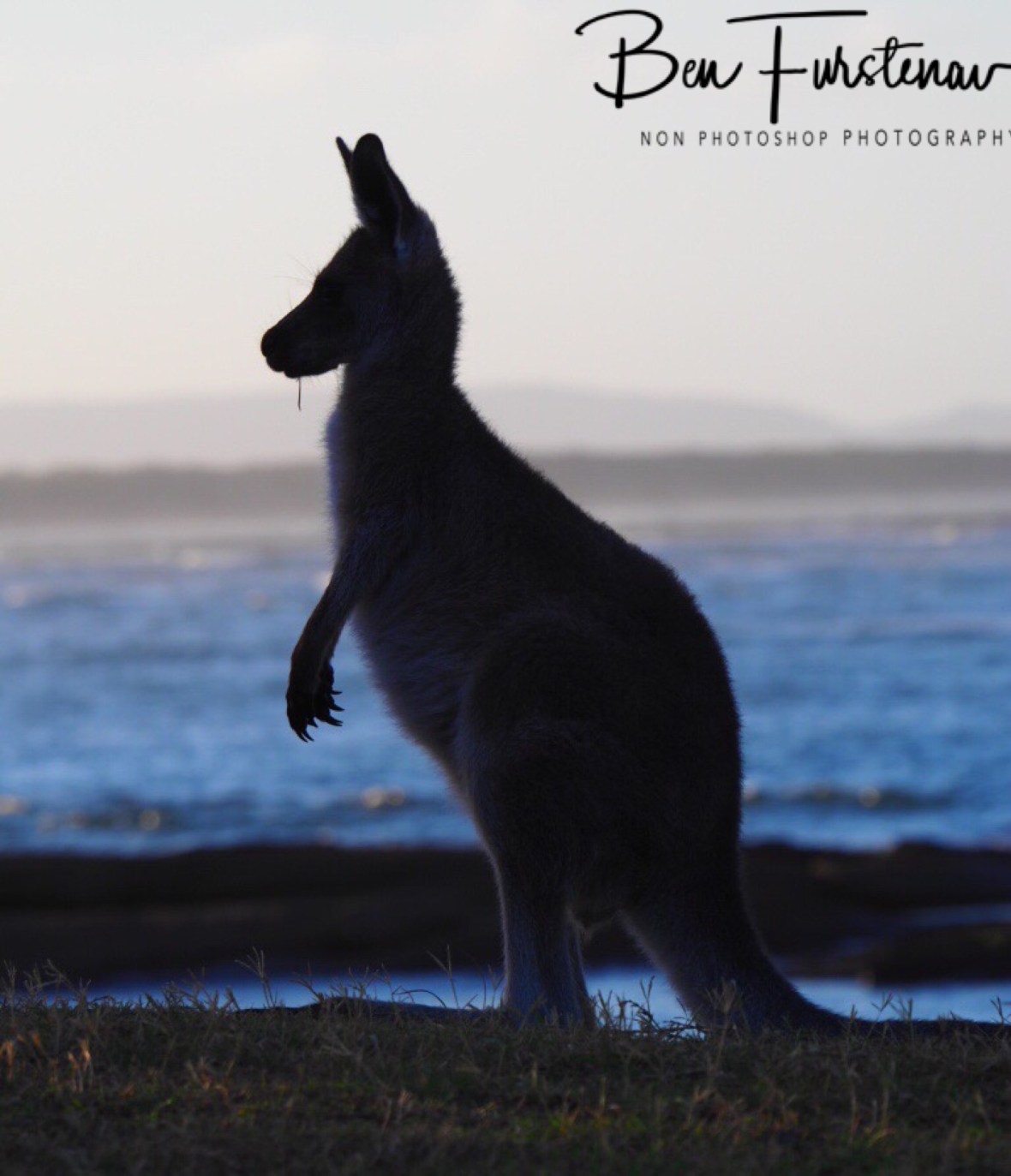 Kangaroo sunset pose at Woody Head, New South Wales, Australia