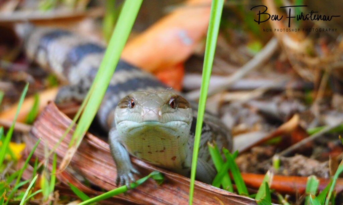 Did they spot me? Coffs Harbour, New South Wales, Australia 