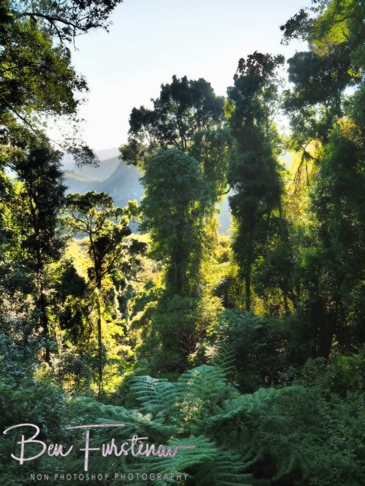 Rugged views all along at Lamington National Park, Queensland, Australia