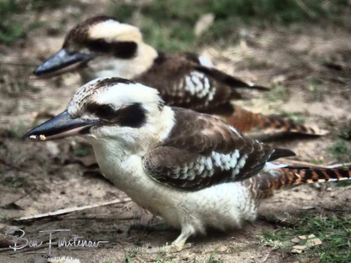 Under attack, Queensland, Australia 