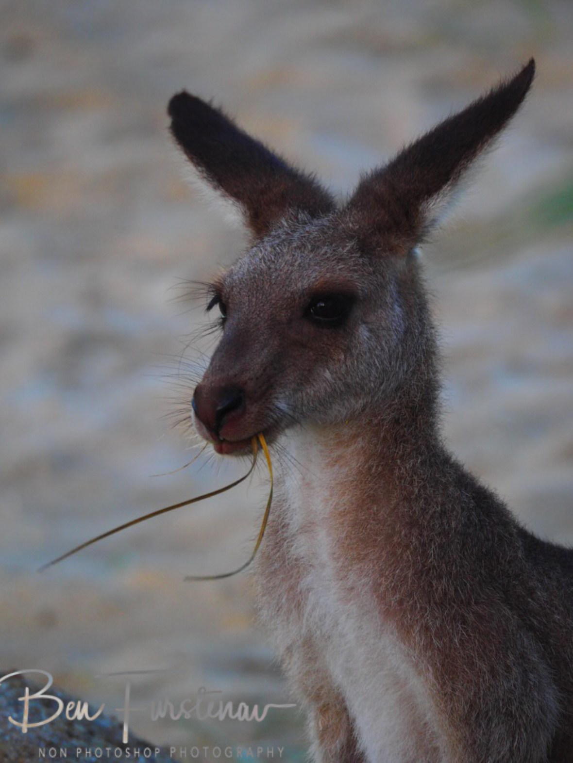 What chew looking at? Woody Head, New South Wales, Australia