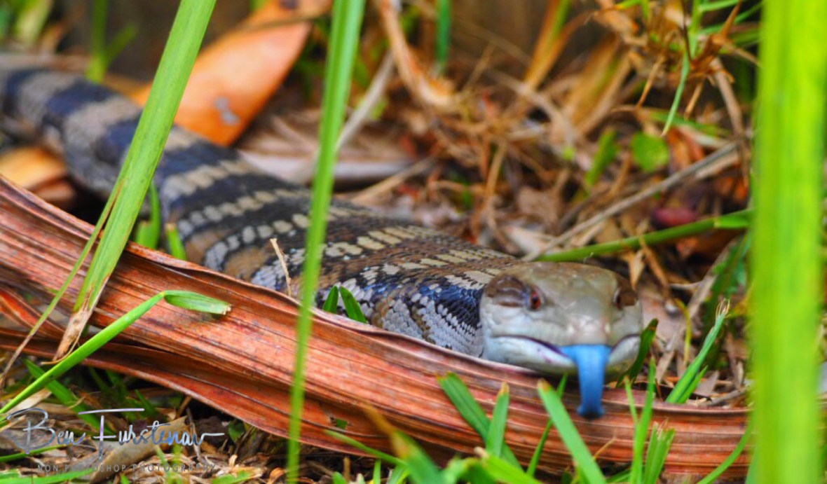 Moving on slowly in Coffs Harbour, New South Wales, Australia