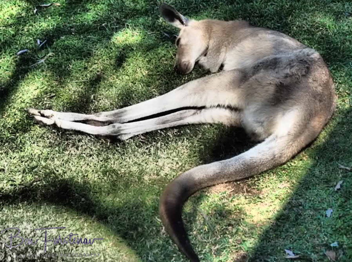 Rest is best under the tree at Cape Hillsborough, Queensland, Australia