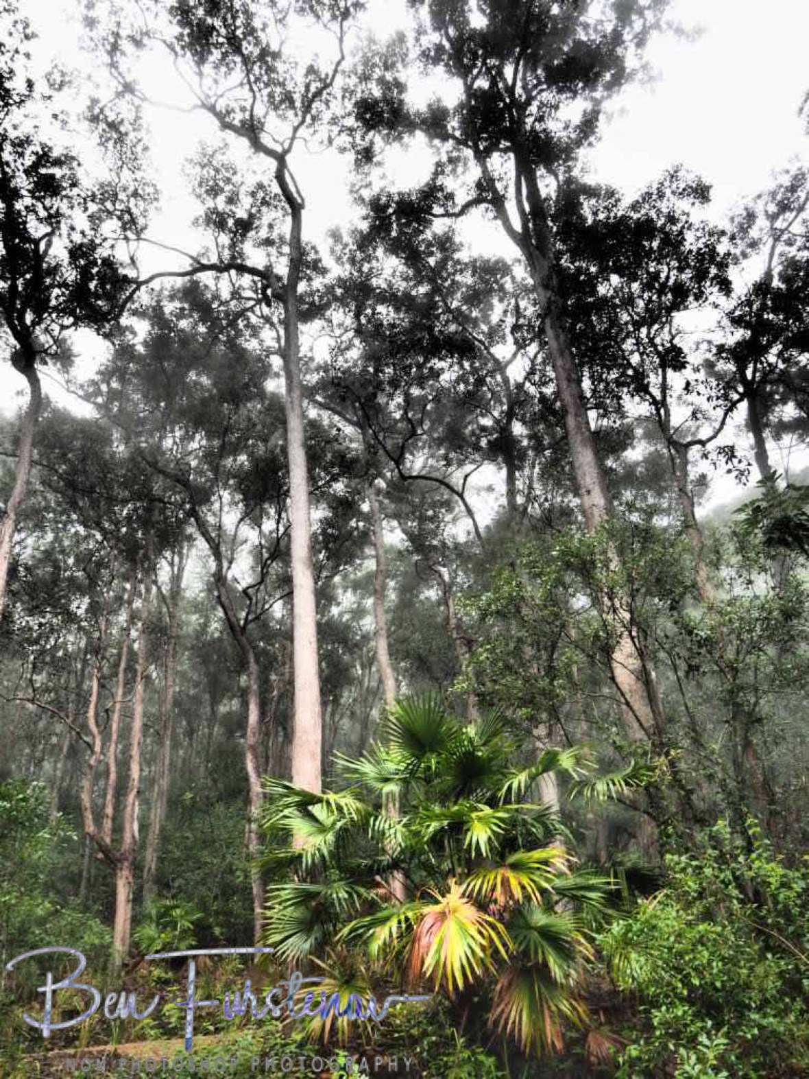 Eungalla National Park A.S. it’s name describes, Queensland, Australia