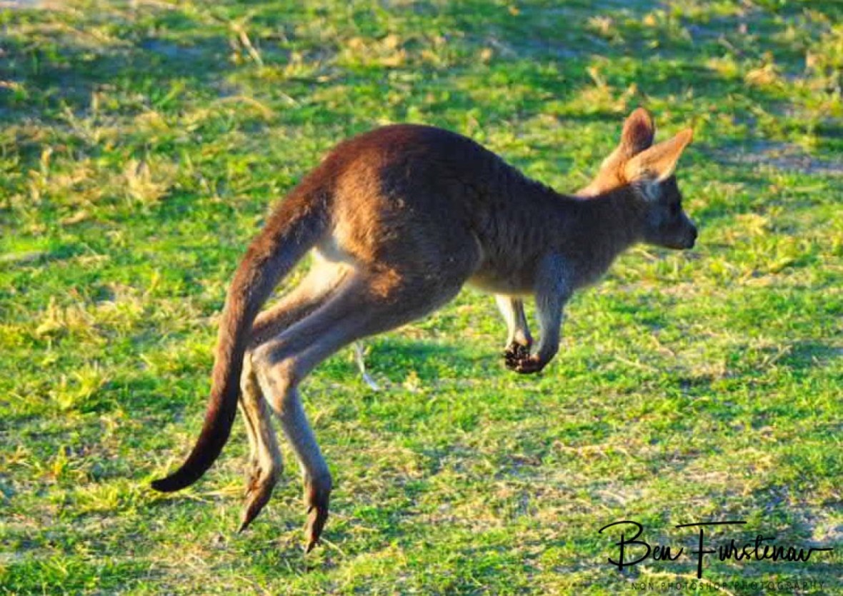 Up in the air at Woody Head, New South Wales, Australia 