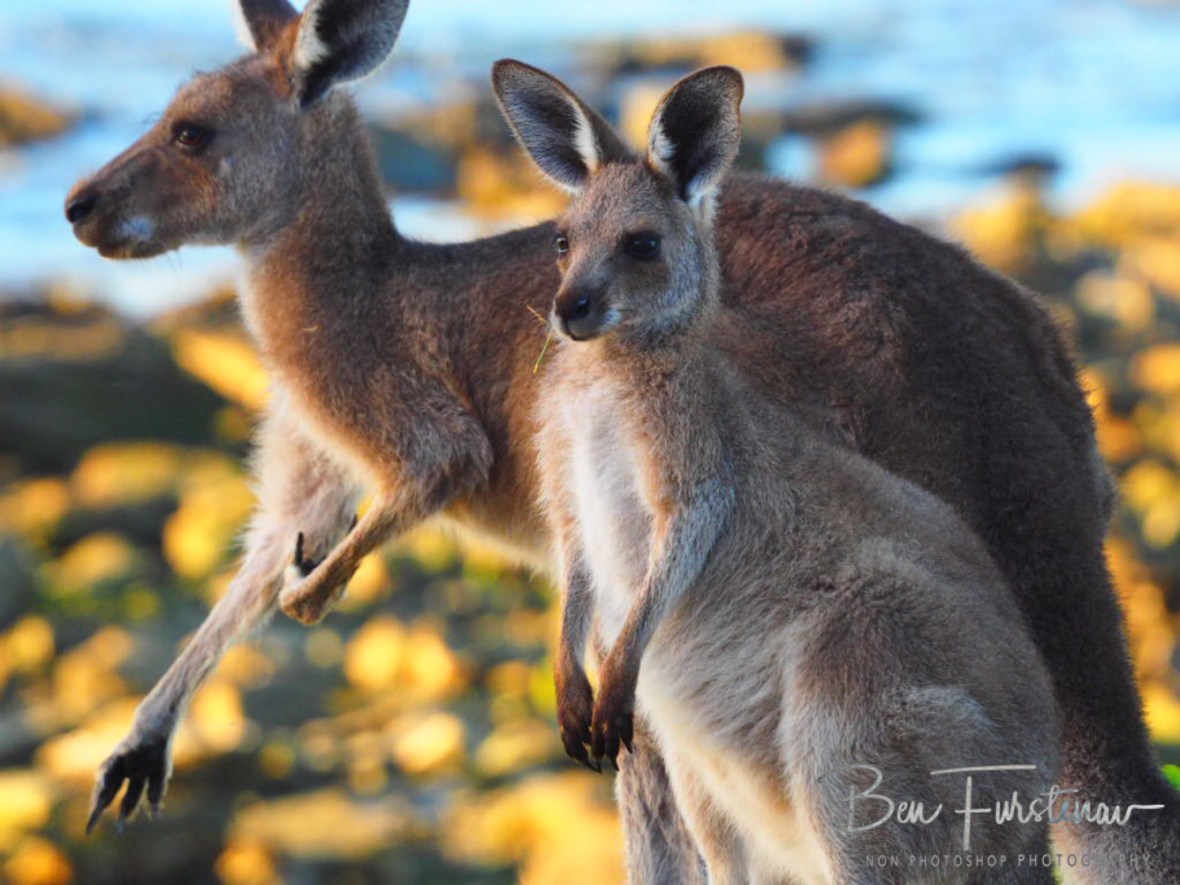 Paying attention at Woody Head, New South Wales, Australia 