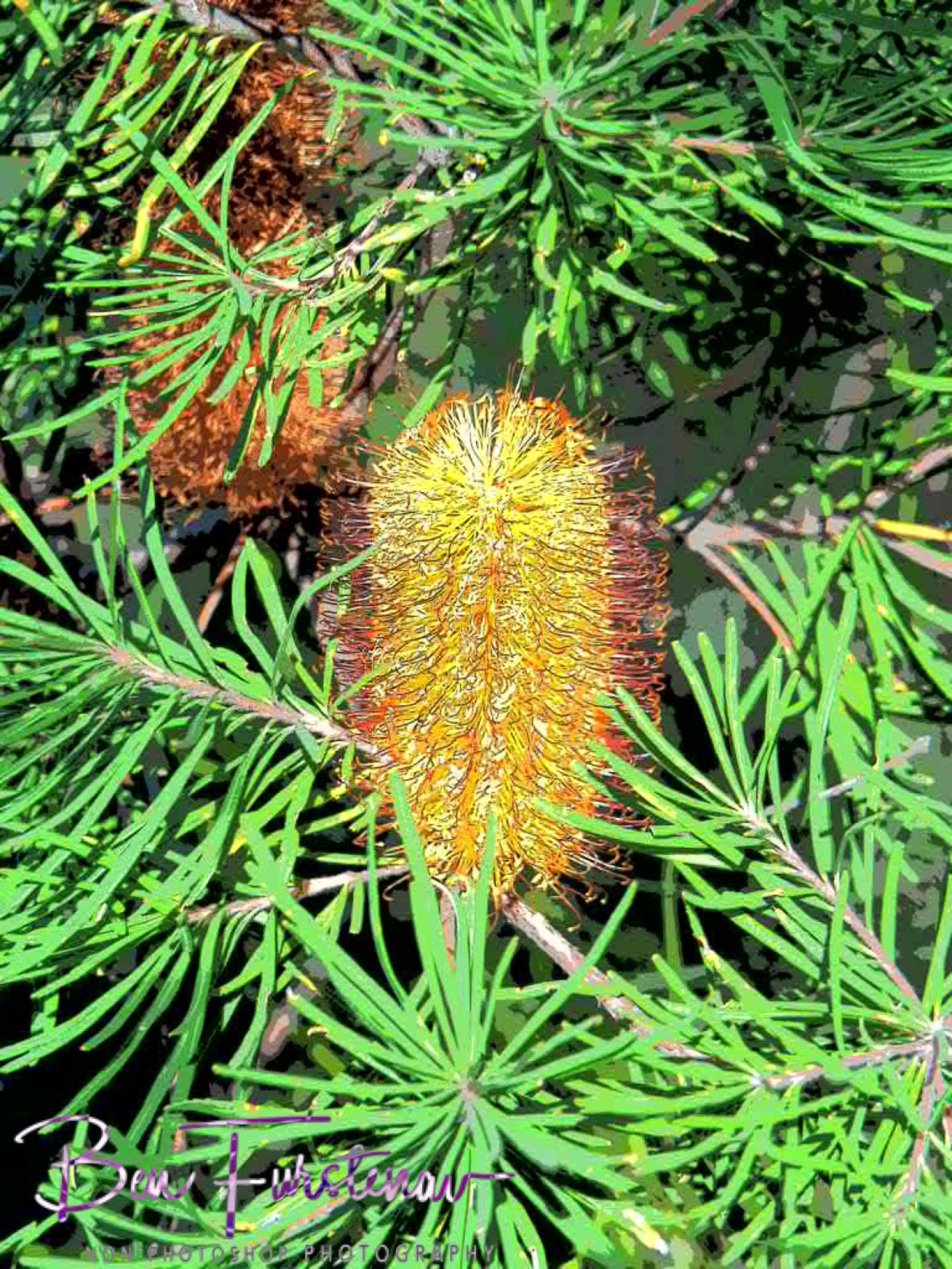 Painted Banksia at Lamington National Park, Queensland, Australia