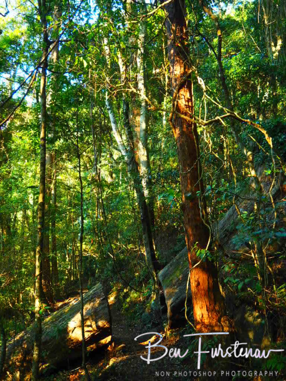 Early morning colour spectrum at Lamington National Park, Queensland, Australia