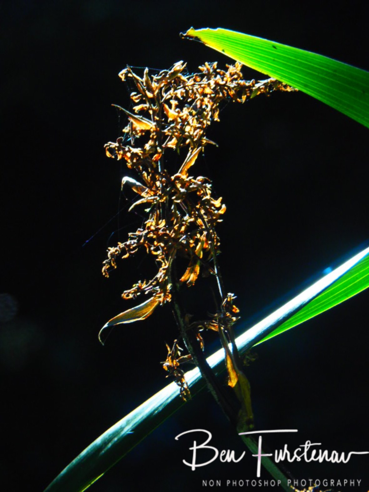 Using a quicker shutter speed makes a difference in photos, Lamington National Park, Queensland, Australia 