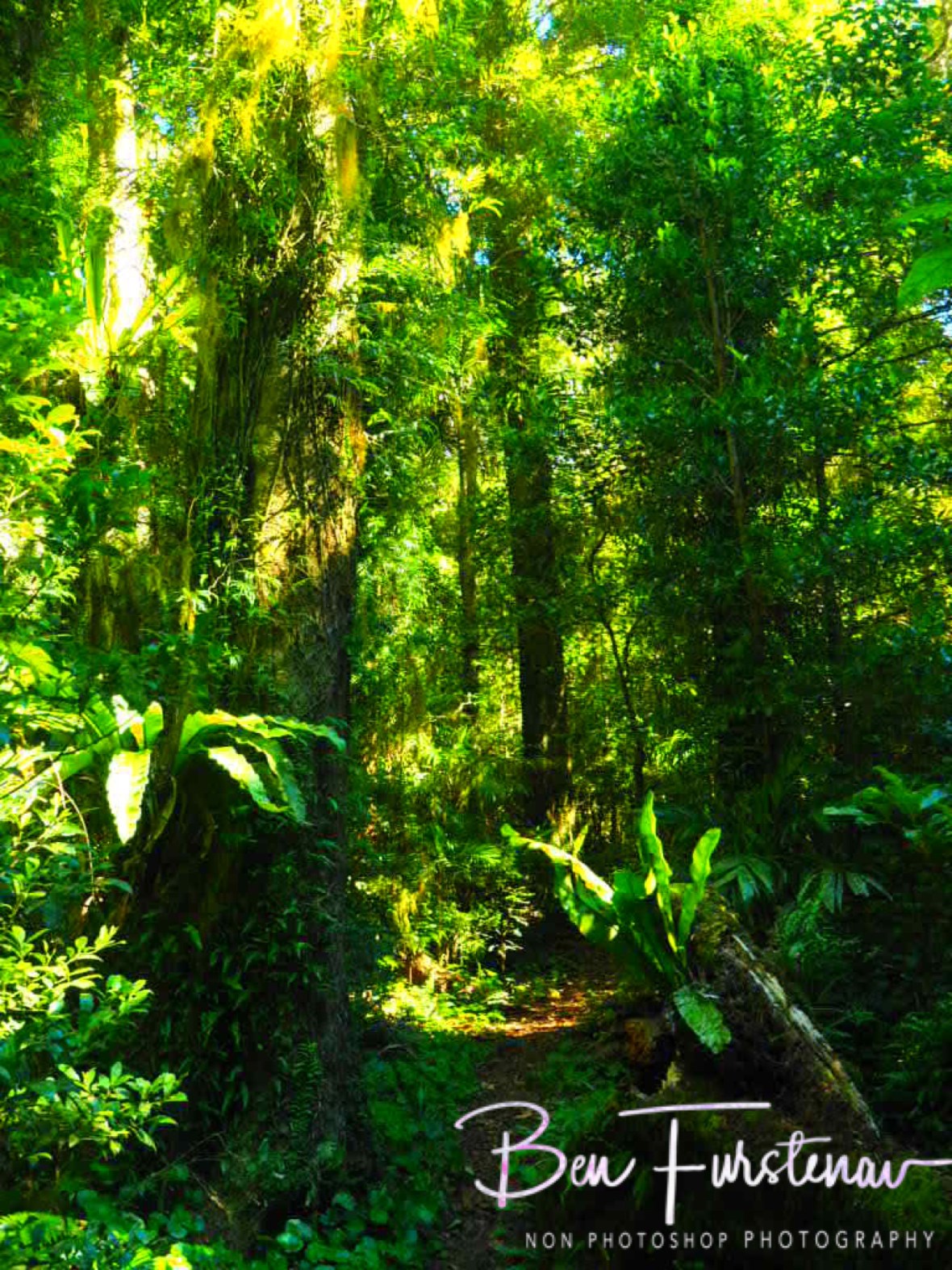 Drier, but dense forest at Lamington National Park, Queensland, Australia 