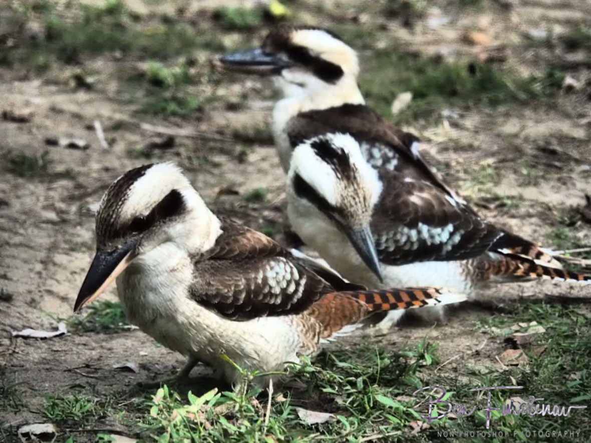 The last laugh is at me! Queensland, Australia 