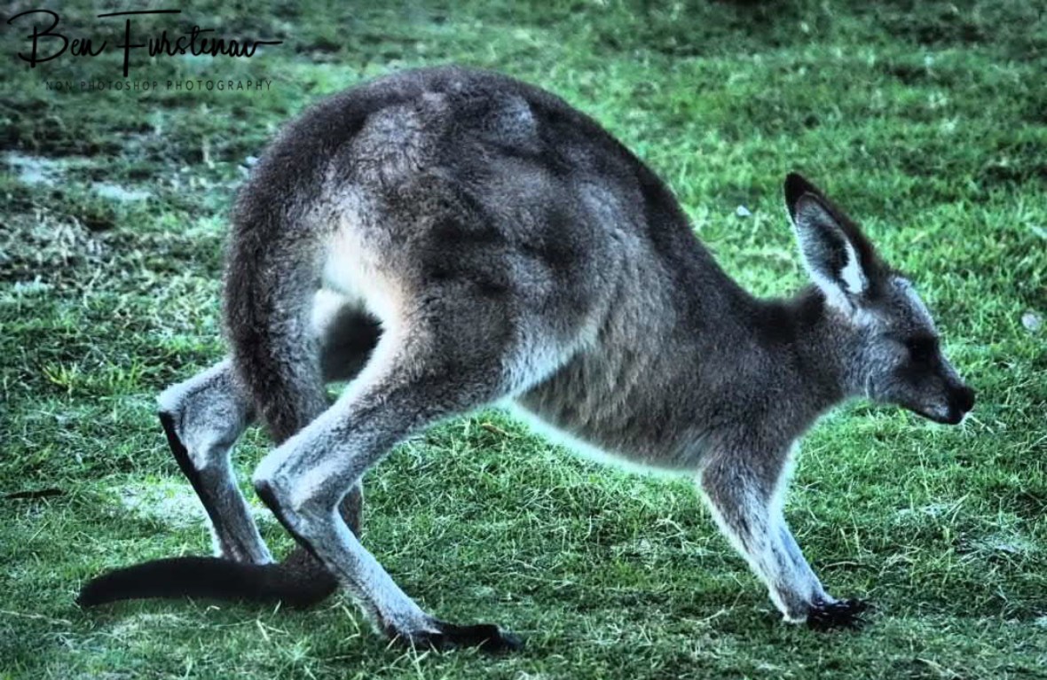 Moving in slow motion at Woody Head, New South Wales, Australia 