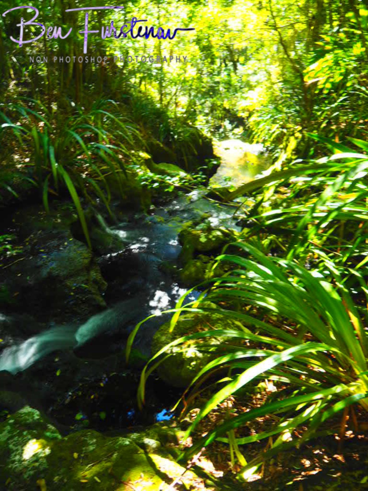 Bright display at Lamington National Park, Queensland, Australia 