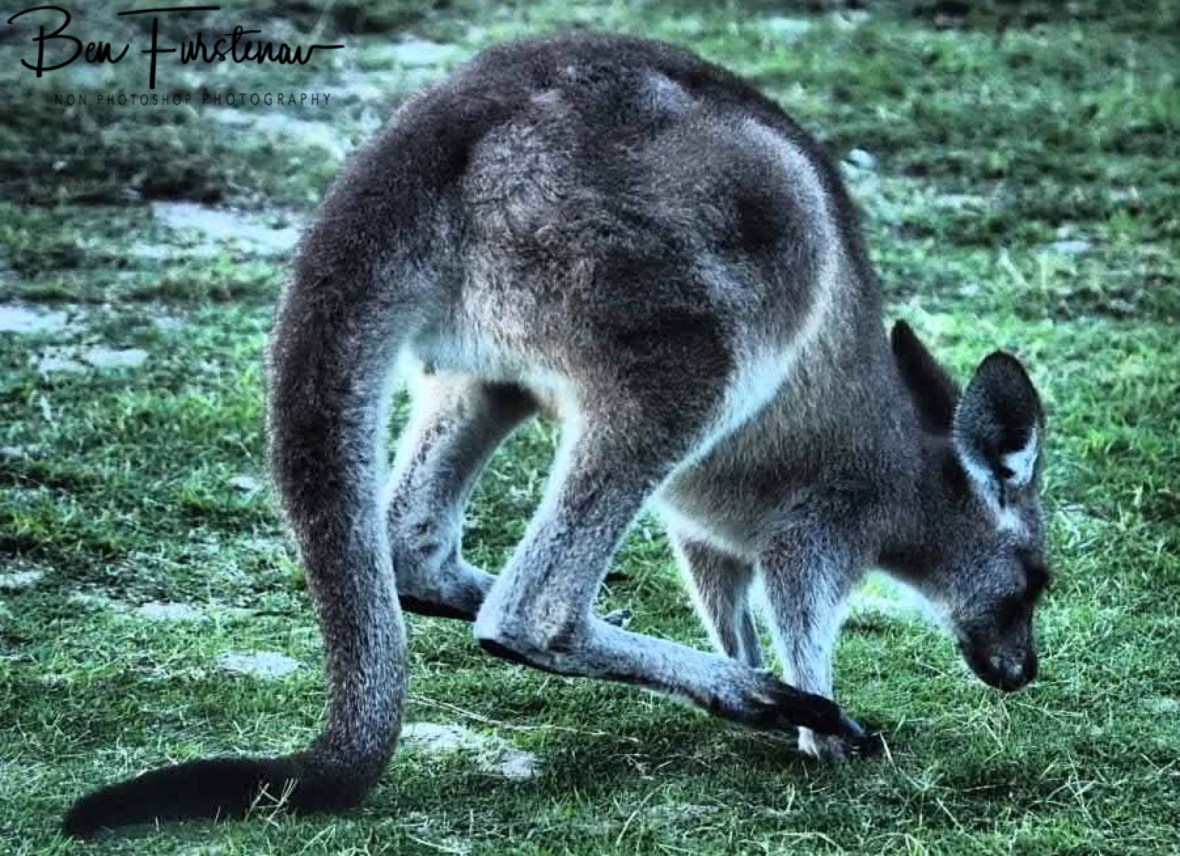 Tri pod action at Woody Head, New South Wales, Australia 