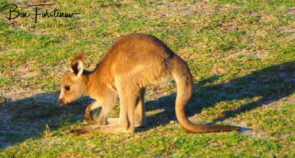 So cute! woody Head, New South Wales, Australia 