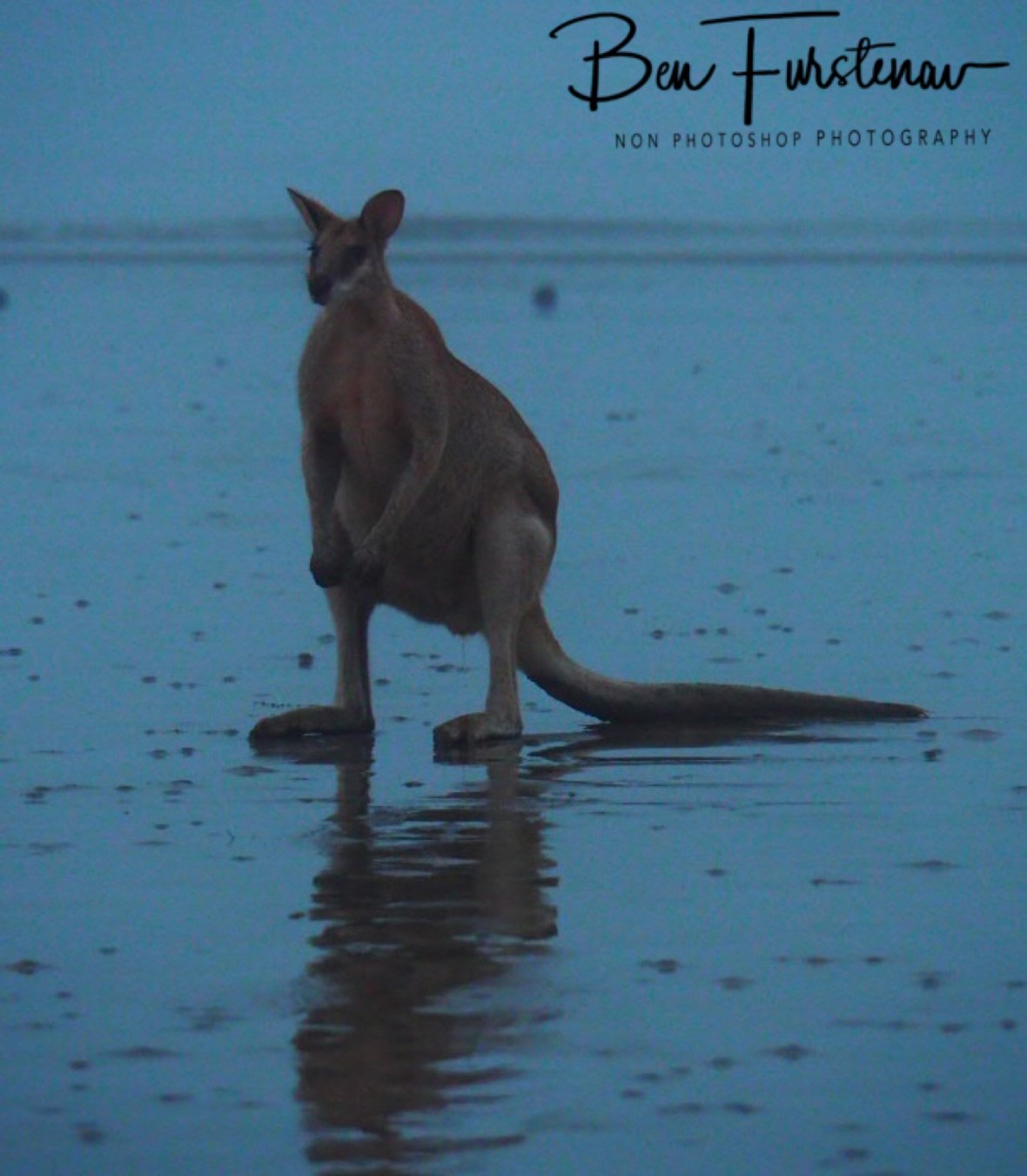 We need to call the Skipper at Cape Hillsborough, Queensland, Australia