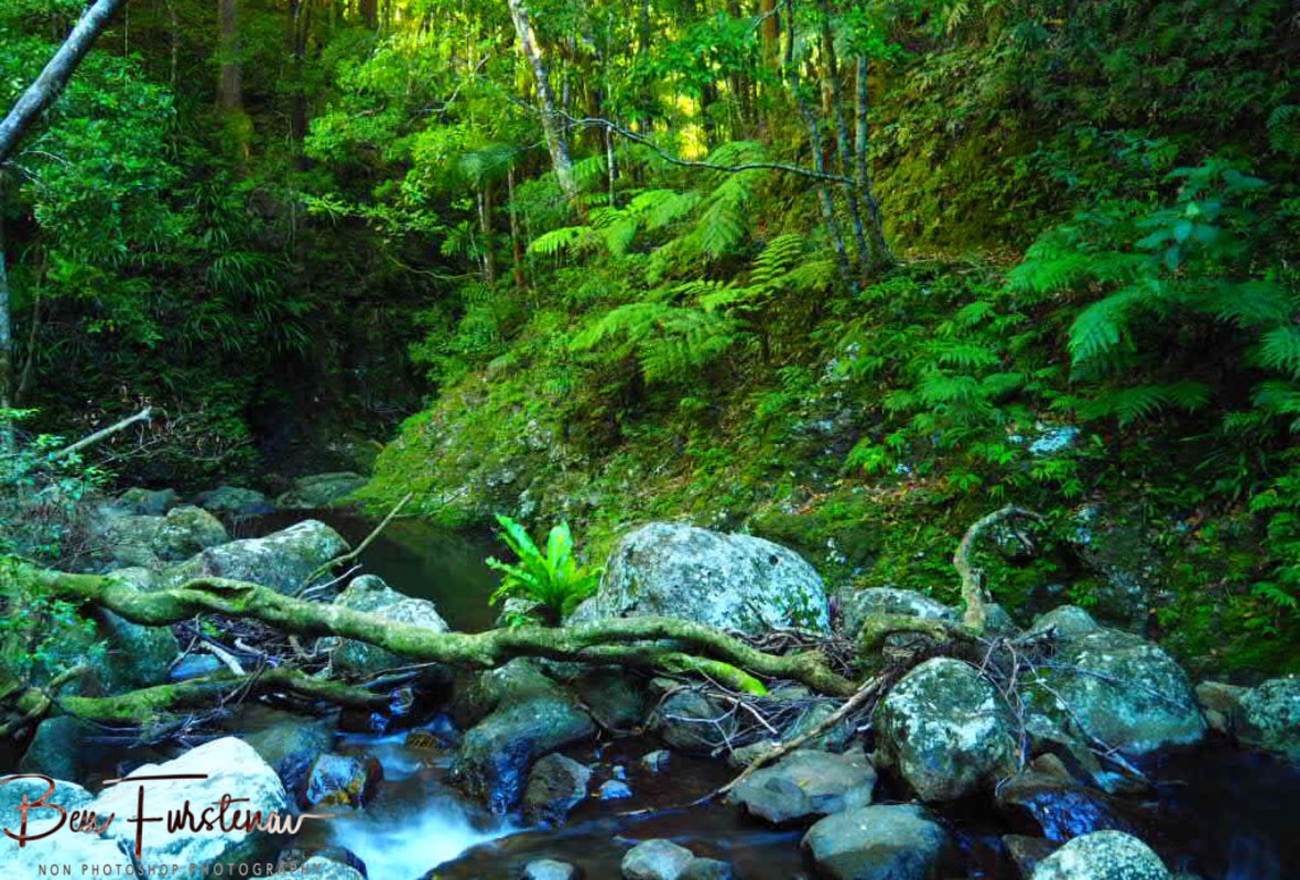 Gorgeous bottleneck at Lamington National Park, Queensland, Australia 