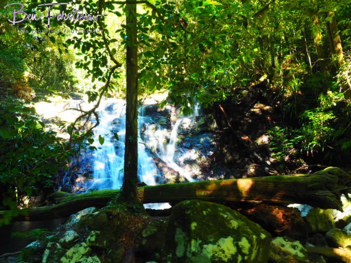 Tree blockade at Lamington National Park, Queensland, Australia