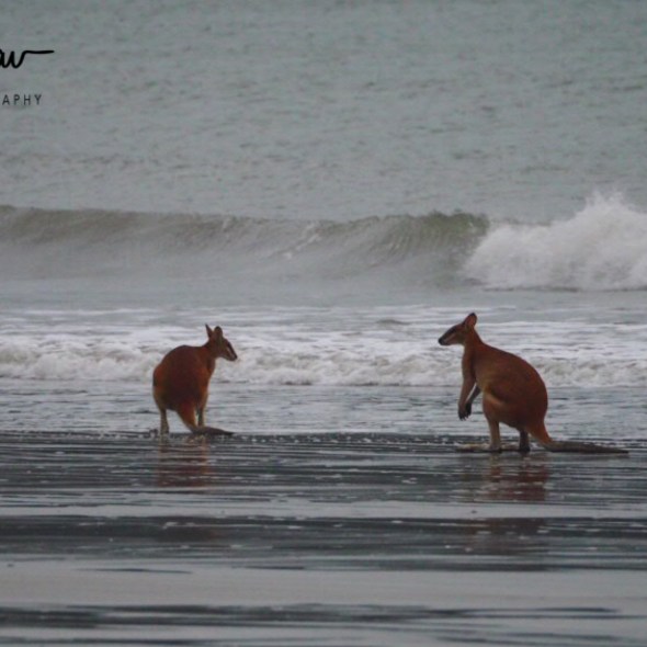 Caught in a rip at Cape Hillsborough, Queensland, Australia