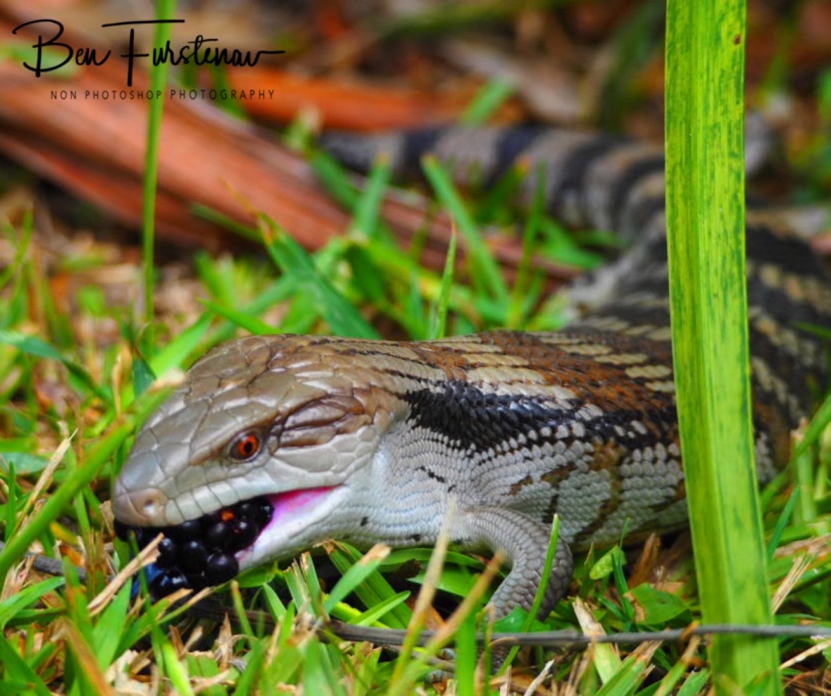 Fruity menu in Coffs Harbour, New South Wales, Australia 