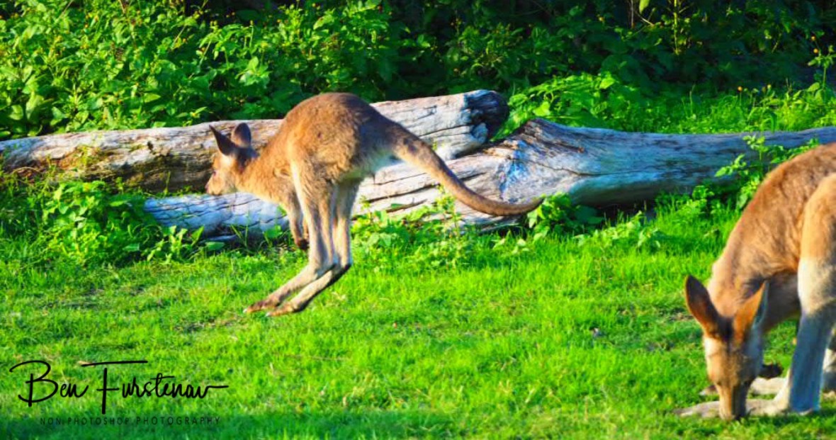 Whheeee! Woody Head, New South Wales, Australia 