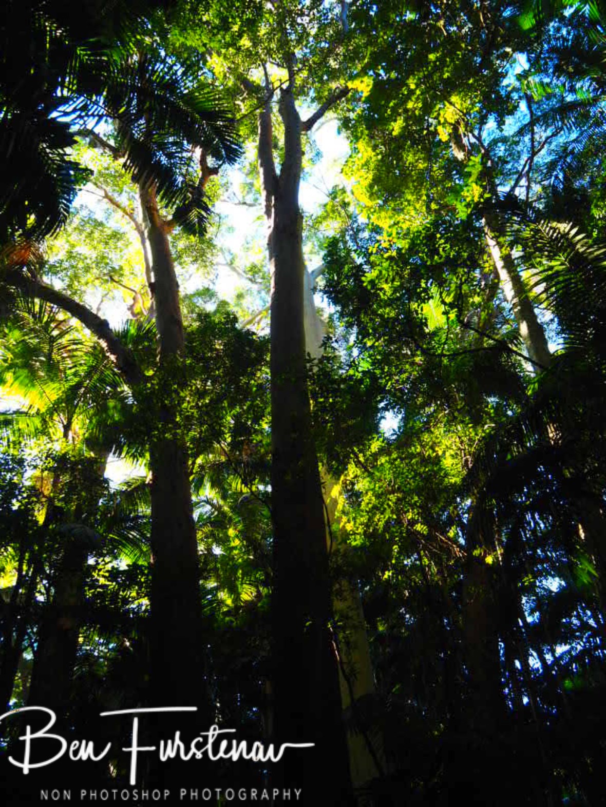 Dense forest at Lamington National Park, Queensland, Australia