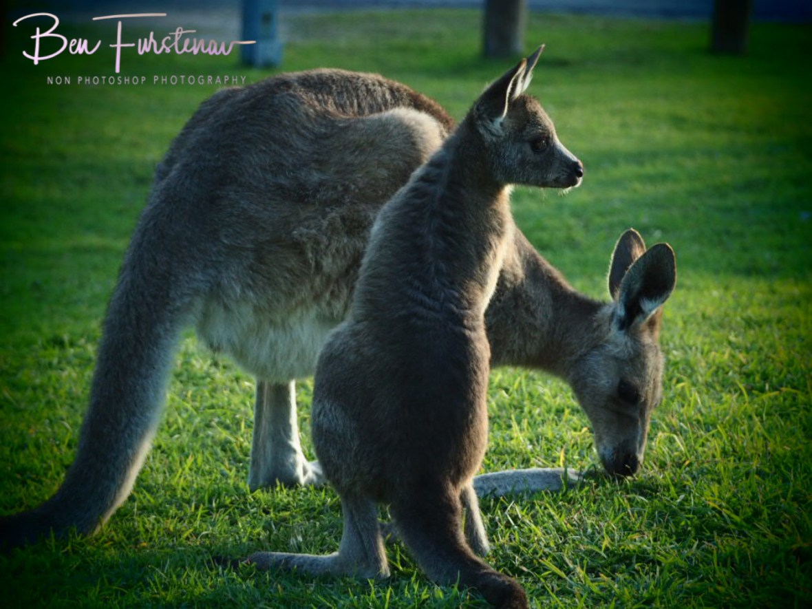 Not too sure! Woody Head, New South Wales, Australia
