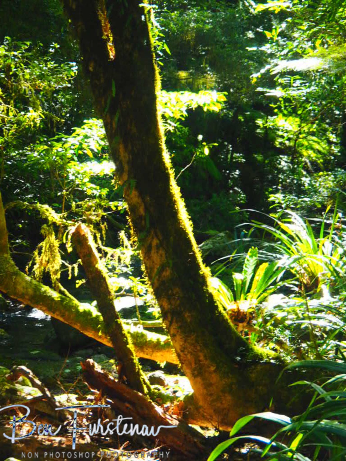 50 shades of green at Lamington National Park, Queensland, Australia 