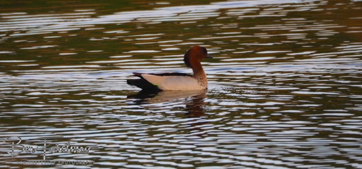 Lucky ducky at Lake Somerset, Queensland, Australia