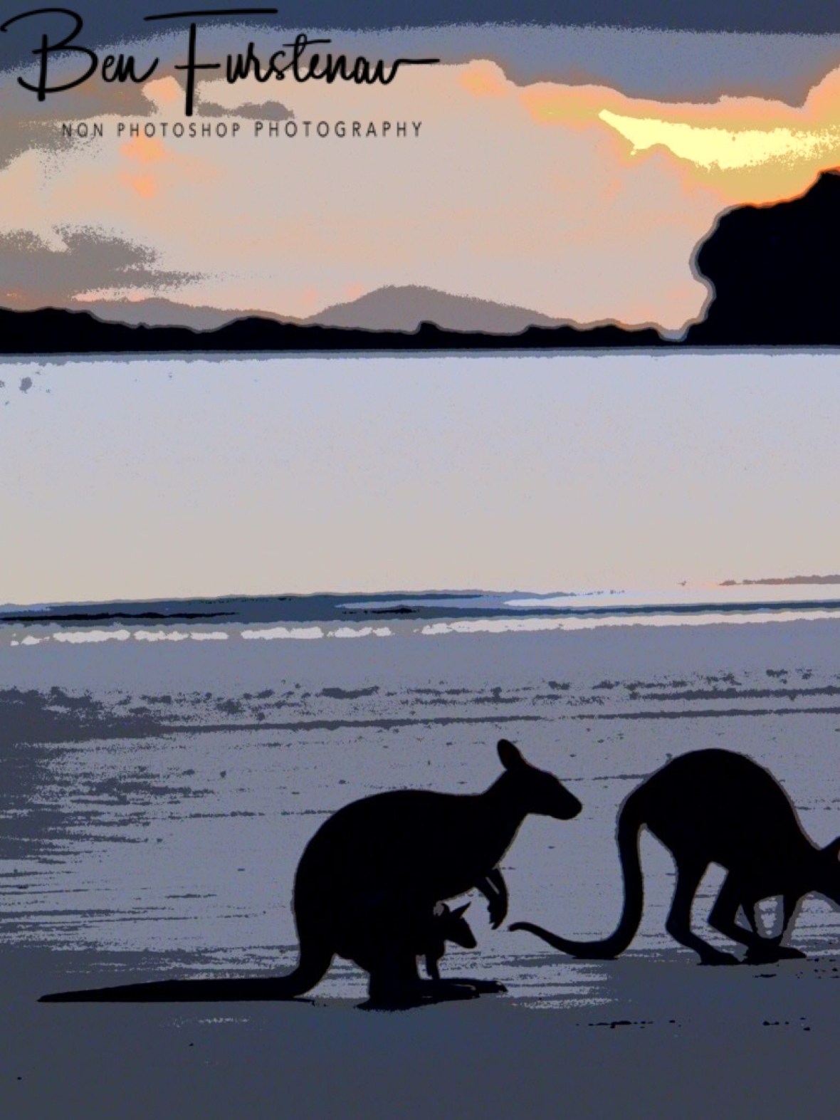 Even Joey gets up for early morning breakfast at Cape Hillsborough, Queensland, Australia