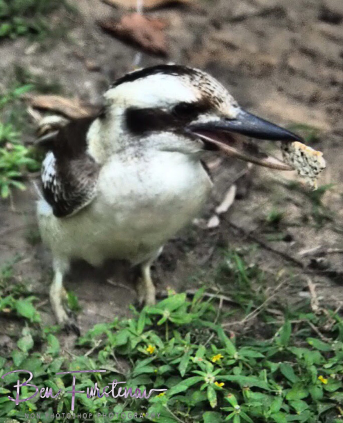 Giving it a crack, Queensland, Australia 