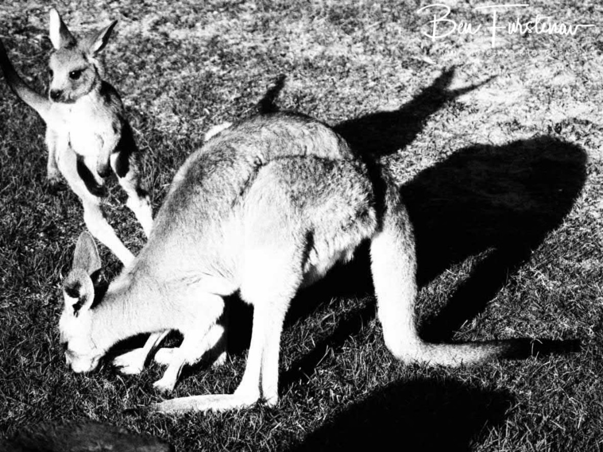 No attention from mom at Woody Head, New South Wales, Australia 