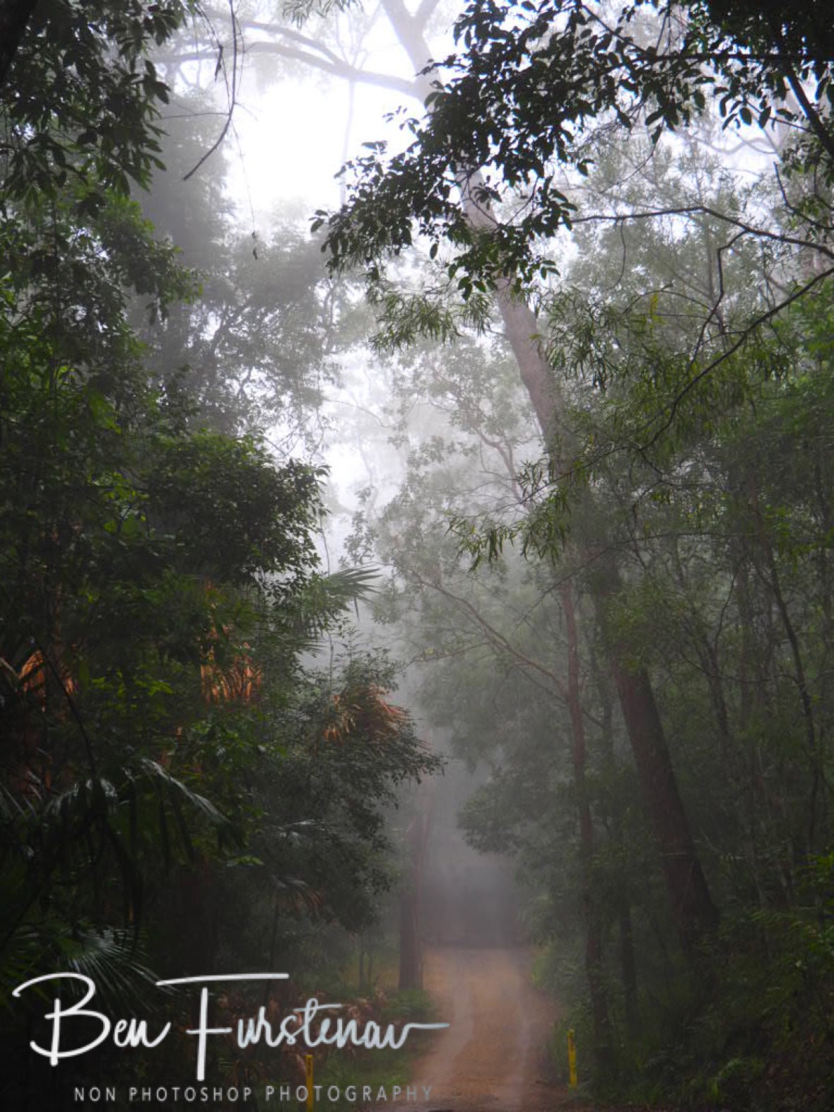 Foggy Ferny Flats at Eungalla National Park, Queensland, Australia