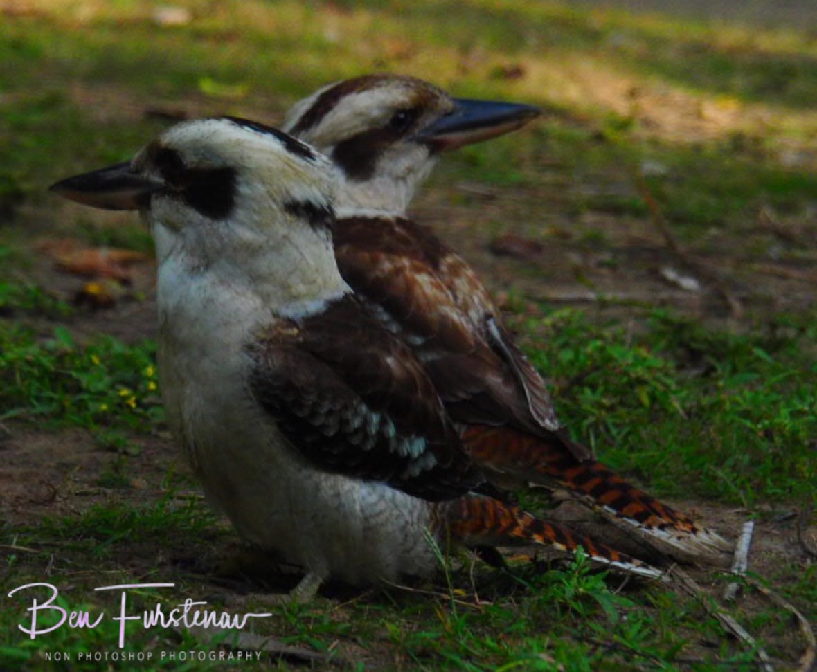 What to do? What to do? Queensland, Australia 