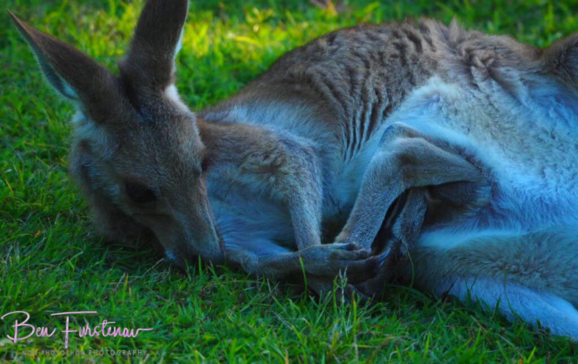 Extra pair of legs at Woody Head, New South Wales, Australia 